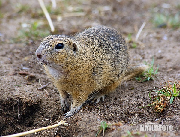 Spermophilus citellus