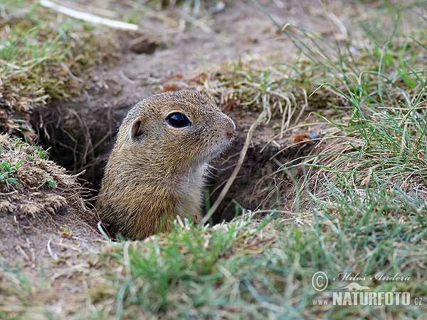 Spermophilus citellus