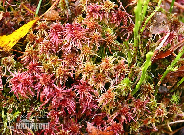 Sphagnum Moss (Sphagnum sp.)