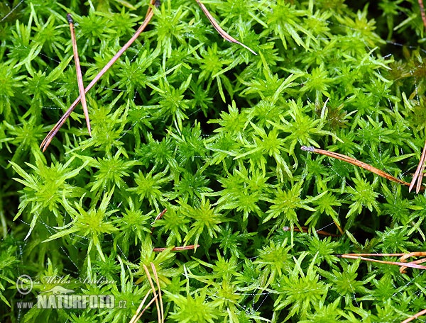 Sphagnum Moss (Sphagnum sp.)