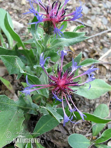 Squarrose Knapweed (Centaurea triumfettii)