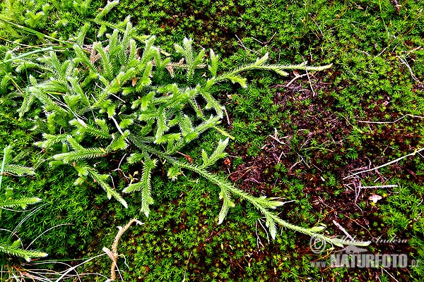 Stag's-horn clubmoss, Running clubmoss, Ground pine (Lycopodium clavatum)