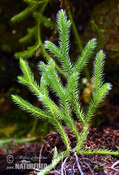 Stag's-horn clubmoss, Running clubmoss, Ground pine (Lycopodium clavatum)