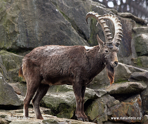 Stambecco siberiano