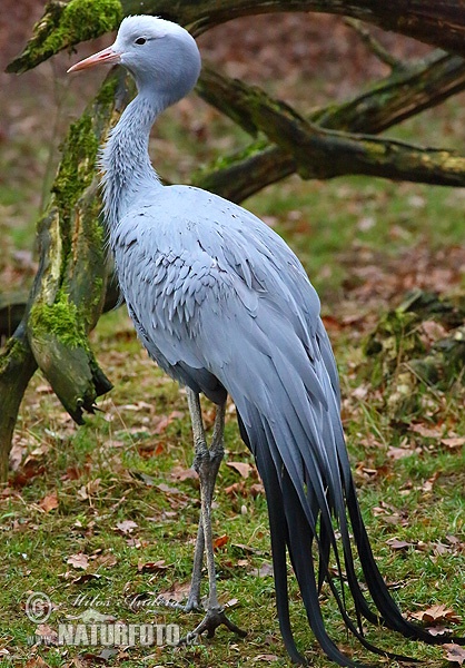 Stanleys kraanvogel