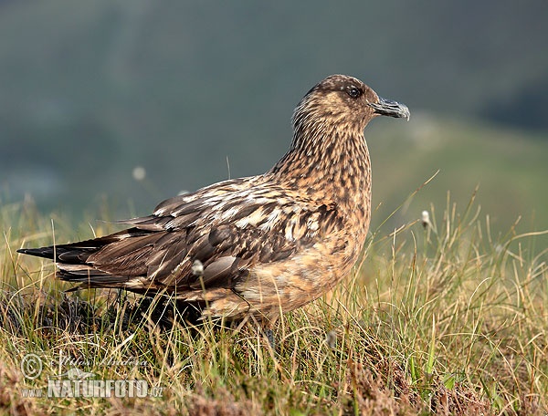 Stercorarius skua