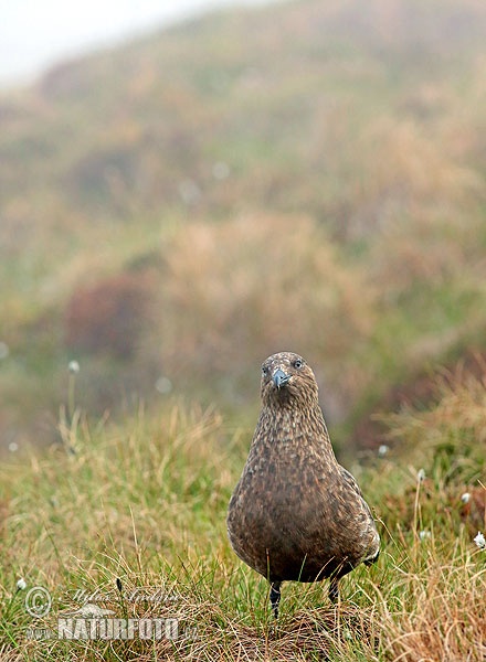 Stercorarius skua