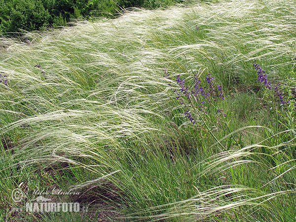 Stipa pennata