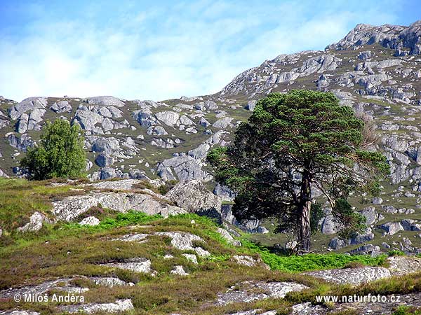 Stóra-Bretland