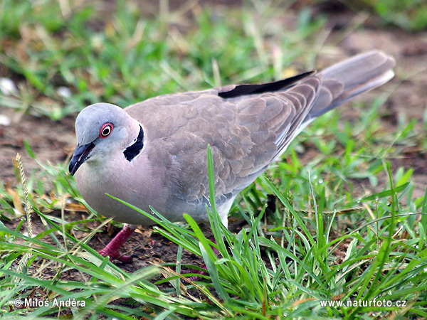 Streptopelia decipiens