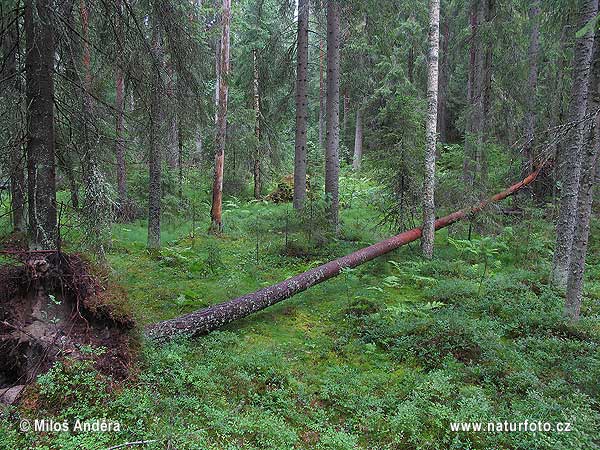 Suomija