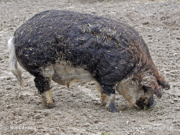 Sus scrofa f. domestica