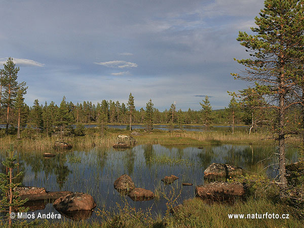 Svezia