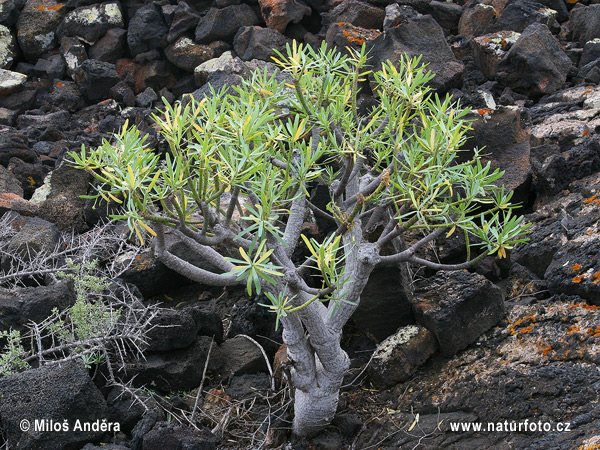 Tabaibas (Euphorbia obtusifolia)