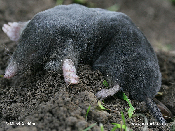 Talpa europaea