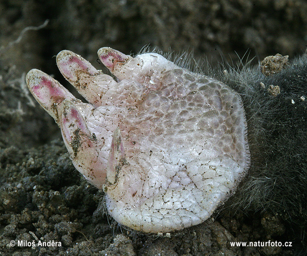 Talpa europaea