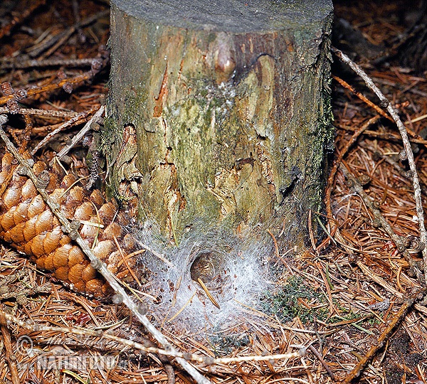Tangled nest spider, Night spider, Hacklemesh weaver (Coelotes terrestris)
