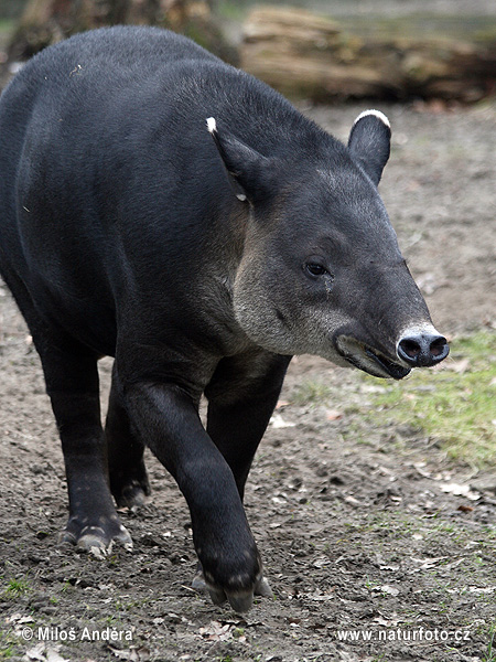 Tapir amazónico