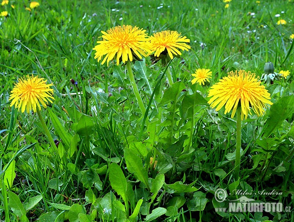 Taraxacum officinale