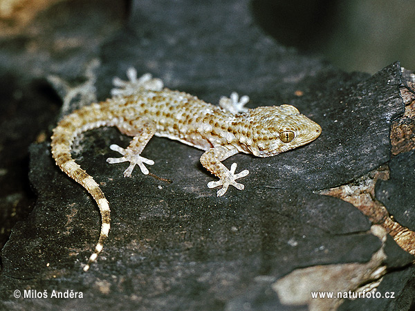 Tarentola mauritanica