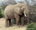 فيل الأحراش الأفريقي