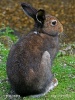 پعاڑی خرگوش