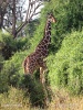Мрежаста жирафа