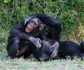 عام چمپینزی