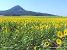 Հունգարիա