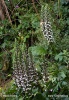 Acanthus mollis