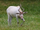 Addax