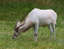 Addax nasomaculatus