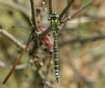 Aeschne bleue, Æschne bleue