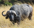 African buffalo, Cape buffalo