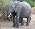 African bush elephant