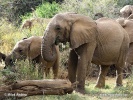 African bush elephant