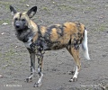 African Wild Dog