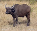 Afrikansk bøffel