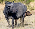 Afrikansk buffel