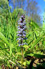 Ajuga genevensis