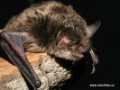 Alcathoe’s bat, Alcathoe Whiskered Bat