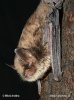 Alcathoe’s bat, Alcathoe Whiskered Bat