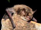 Alcathoe’s bat, Alcathoe Whiskered Bat