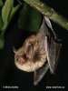 Alcathoe’s bat, Alcathoe Whiskered Bat