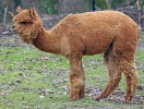 Alpaka kamela