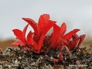 Alpine Bearberry