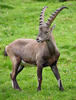 Alpine ibex