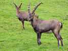 Alpine ibex