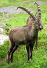 Alpine ibex