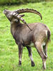 Alpine ibex